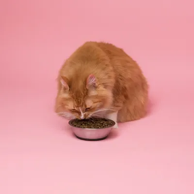An orange tabby cat eating from a dark bowl