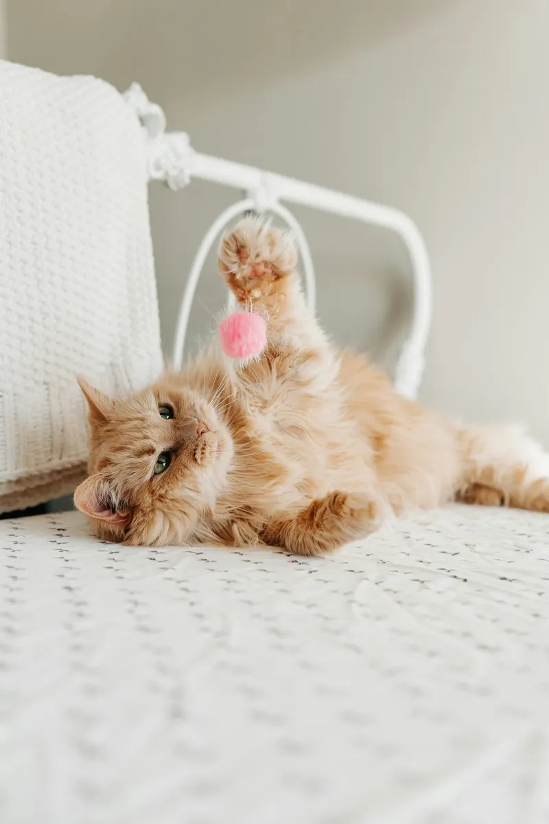 A fluffy orange cat lying on its back batting at a pink pom-pom toy