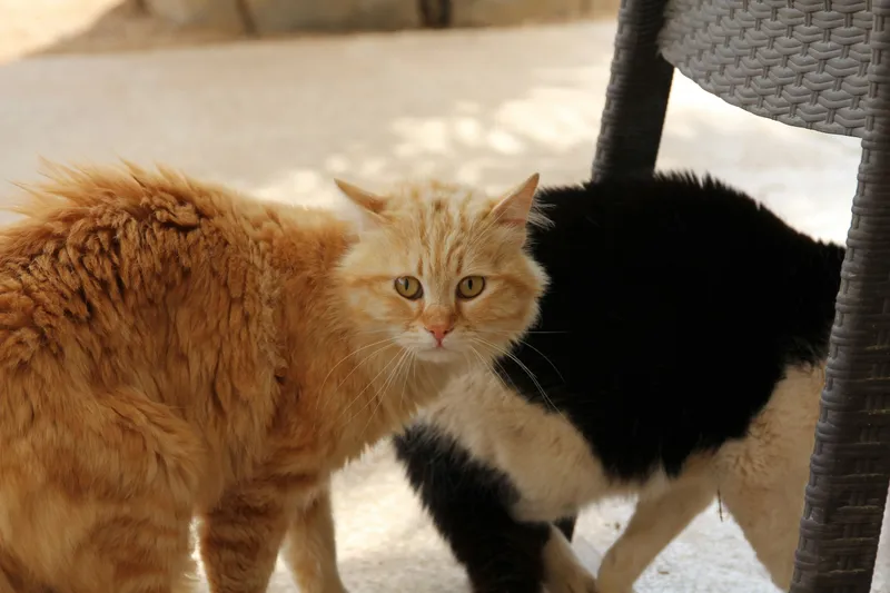 A fluffy orange cat with slightly puffed-out fur standing close beside a black and white cat, both alert