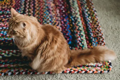 An orange cat sitting on a colorful woven rug, still getting used to the floors of a new home