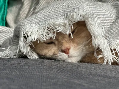 An orange and white cat peeking out from under a fringed knit blanket