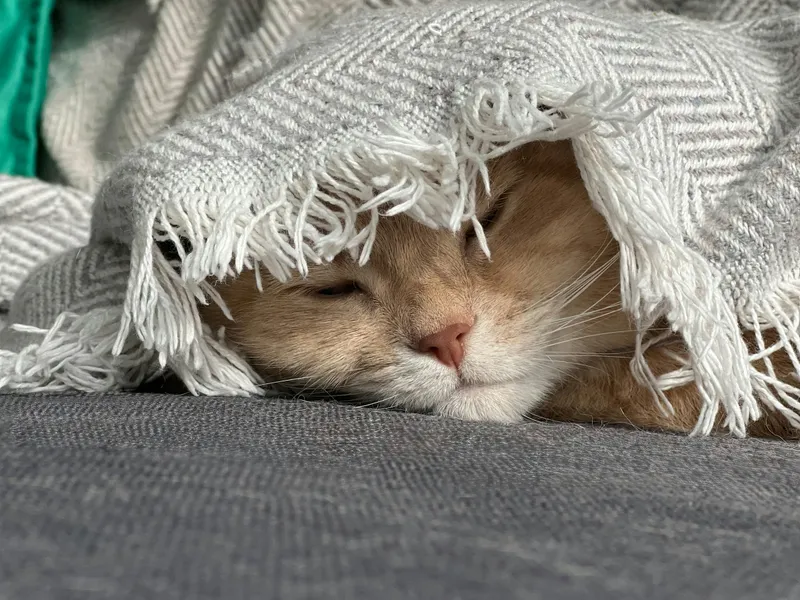 An orange and white cat peeking out from under a fringed knit blanket