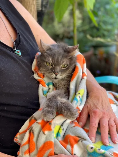 A gray senior cat wrapped in a blanket, held securely against a person's chest