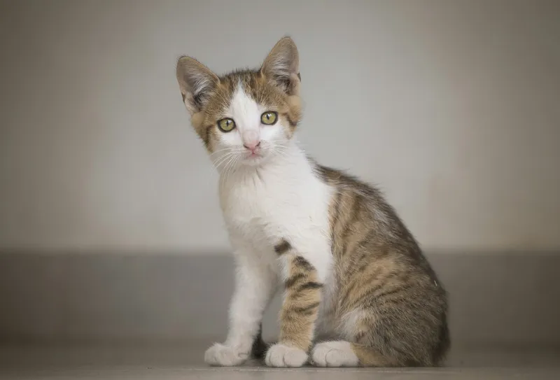 A single tabby-and-white kitten sitting alone on a plain floor, watching the camera