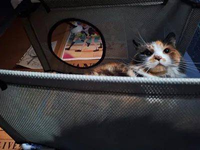A cat sitting inside an open suitcase