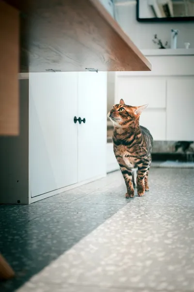 A tabby cat standing alert in a kitchen, looking up near a cabinet as if searching for something