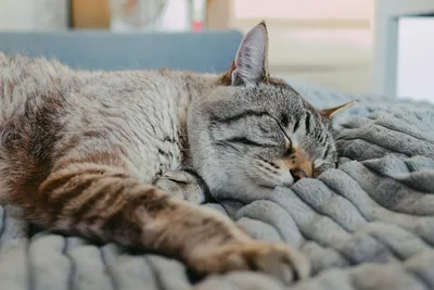 A tabby cat sleeping curled up on a soft grey textured blanket