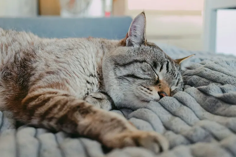A tabby cat sleeping curled up on a soft grey textured blanket