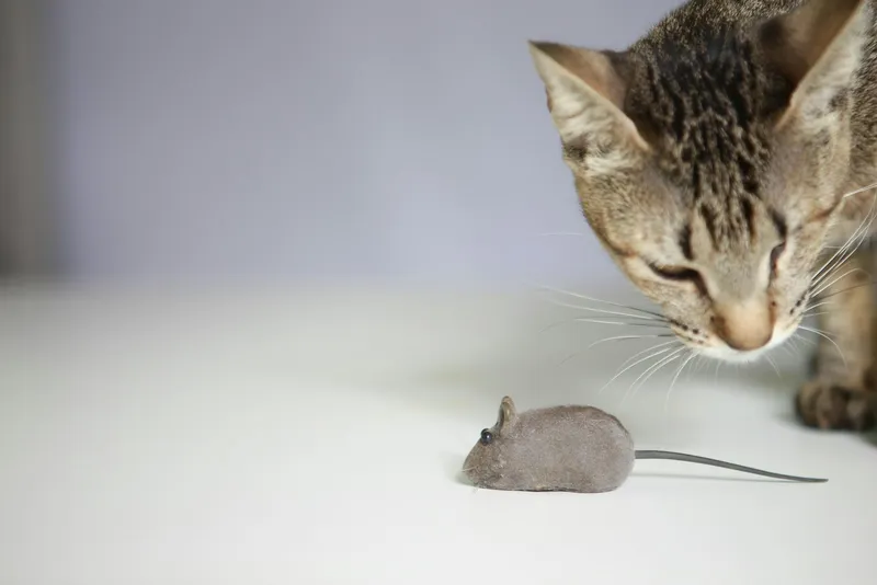 A tabby cat peering closely at a small gray toy mouse on a light floor