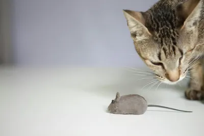 A tabby cat peering closely at a small gray toy mouse on a light floor