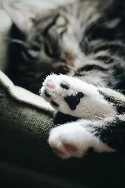 Close-up of a tabby cat's paw and claws