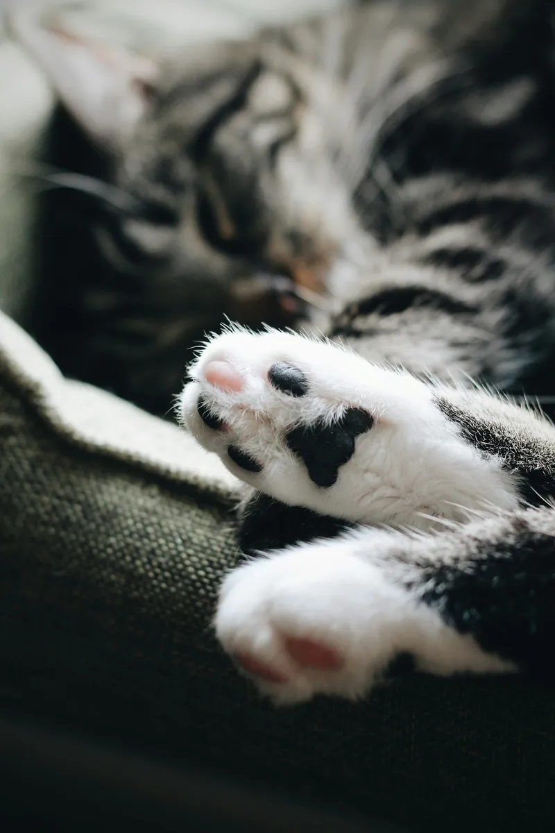 Close-up of a tabby cat's paw and claws