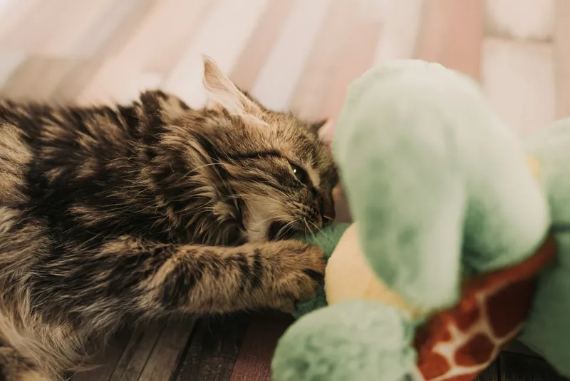 A brown and black tabby cat gripping and biting a plush toy