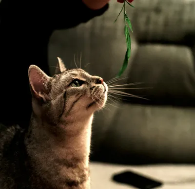 A tabby kitten looking up intently at a green feather toy
