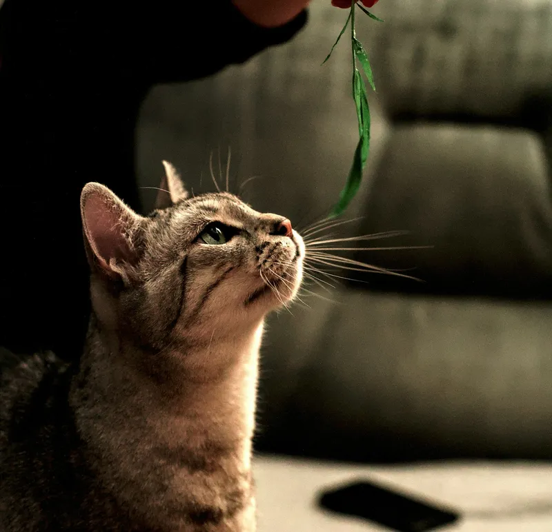 A tabby kitten looking up intently at a green feather toy