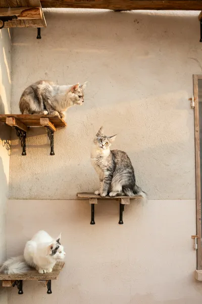 Three long-haired cats perched at different heights on wall-mounted wooden shelves, each watching a different part of the room