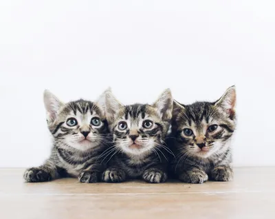 Three tabby kittens sitting side by side, all looking toward the camera
