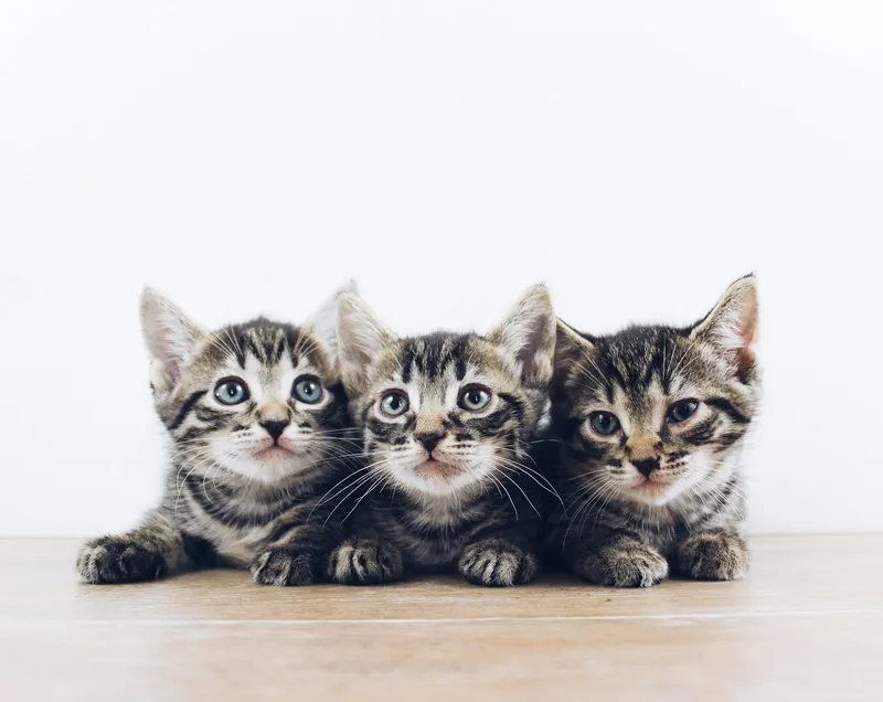 Three tabby kittens sitting side by side, all looking toward the camera