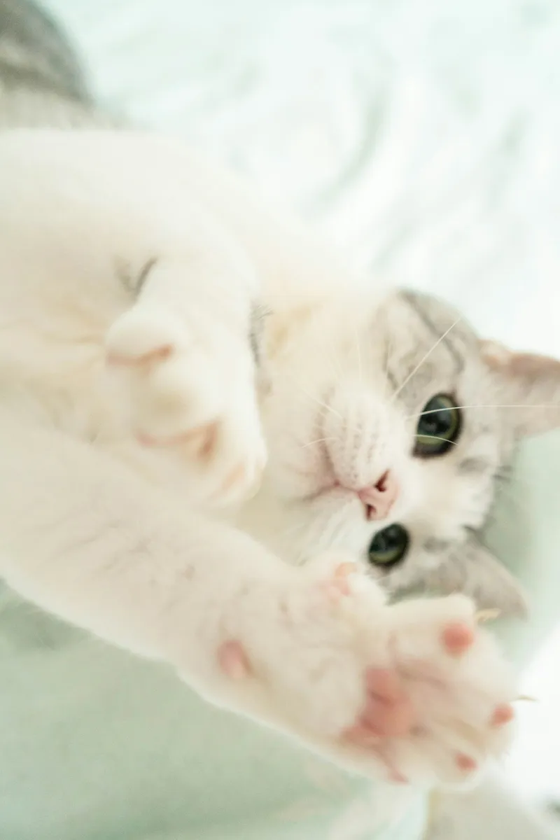 A cat playing with a toy on a bed