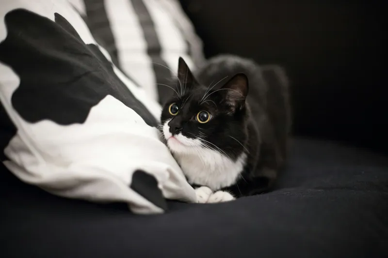 A tuxedo cat crouched low and alert beside a pillow