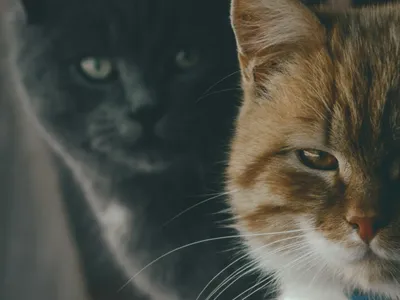Two grey cats sitting close together, both looking directly ahead