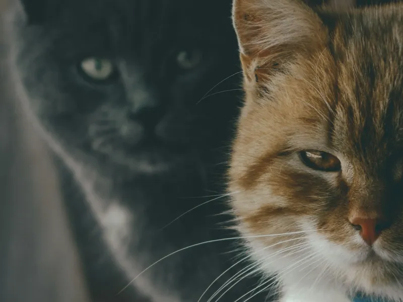 Two grey cats sitting close together, both looking directly ahead