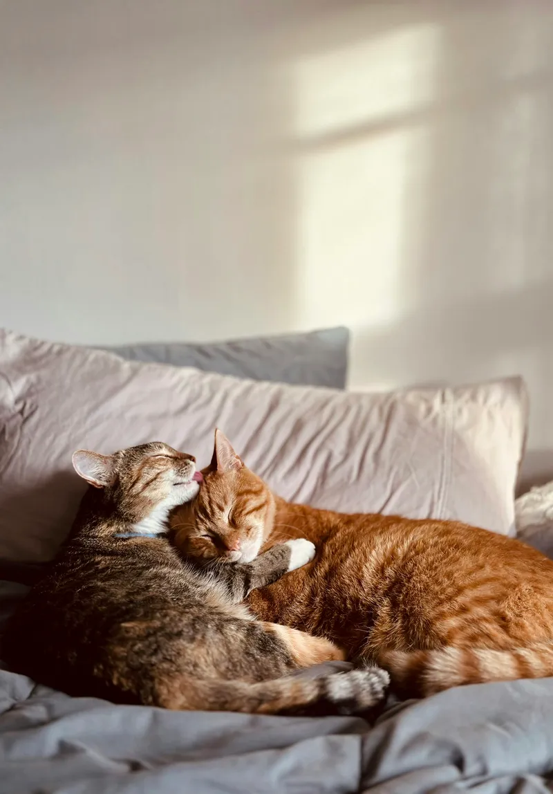 Two cats lying calmly together on a couch