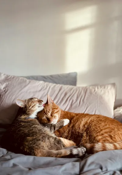 Two cats lying calmly together on a couch