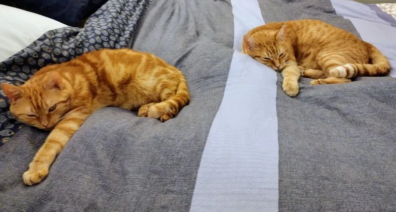 Two orange tabby cats resting on the same bed but positioned at opposite ends, not touching