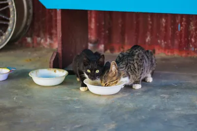 Two cats eating from separate bowls placed side by side on the floor