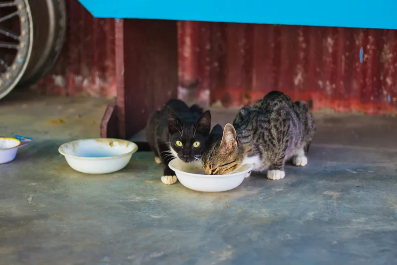 Two cats eating from separate bowls placed side by side on the floor