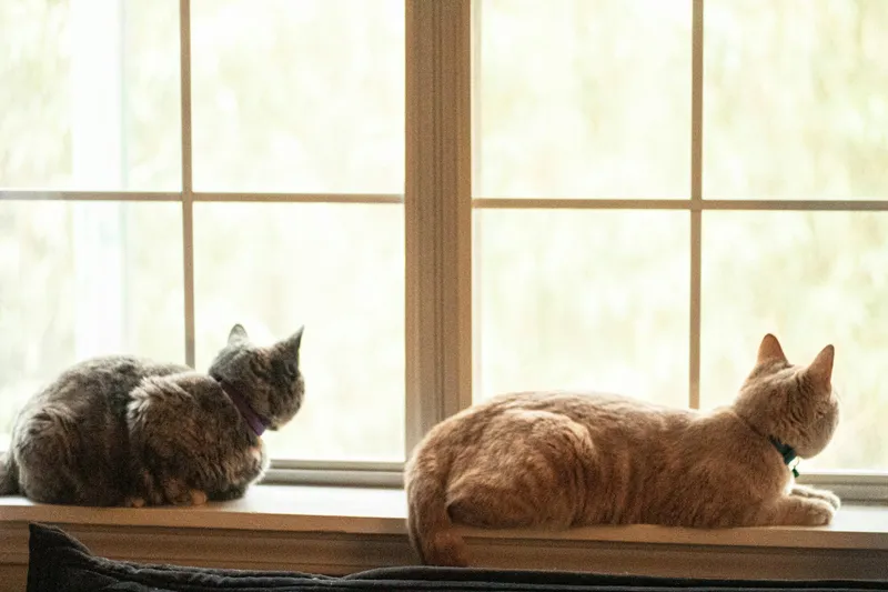 Two cats resting side by side on a windowsill, each facing away from the other, sharing the space without interacting