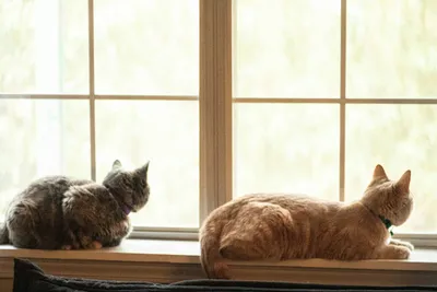 Two cats resting side by side on a windowsill, each facing away from the other, sharing the space without interacting