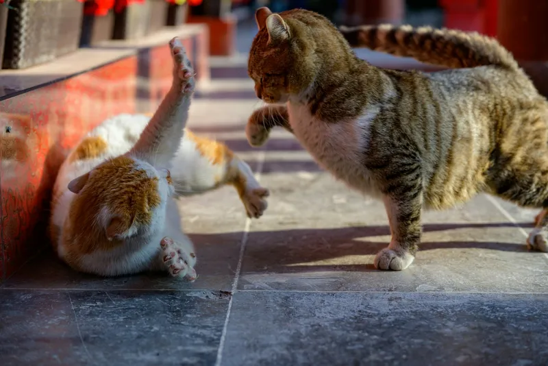Two cats wrestling together on a tiled floor, one pawing at the other