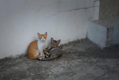 Two cats sitting close together near a wall