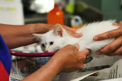 A veterinarian using a stethoscope to examine a small white kitten held still on an exam table