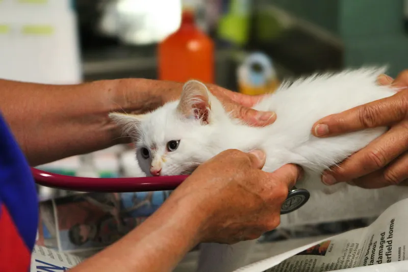 A veterinarian using a stethoscope to examine a small white kitten held still on an exam table