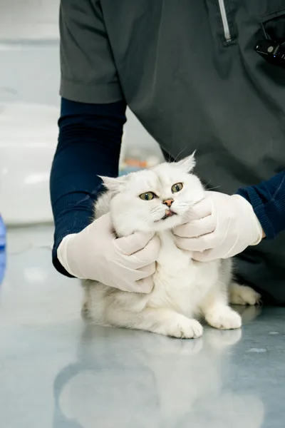 A veterinarian in gloves gently holding the face of a wide-eyed white cat during an exam
