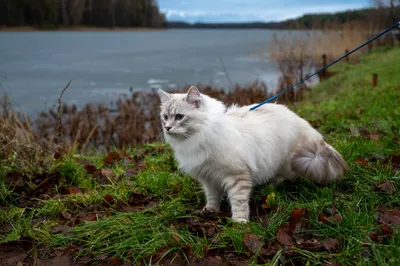 A white cat on a leash standing near the water's edge outdoors