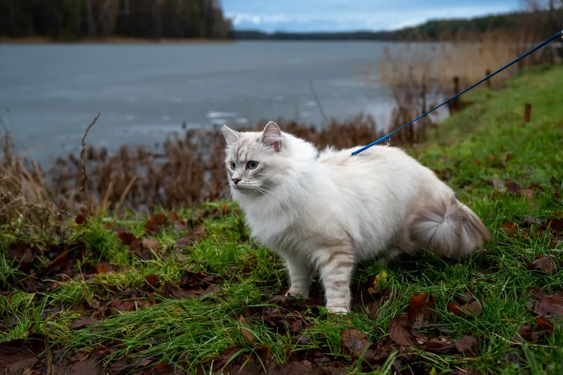 A white cat on a leash standing near the water's edge outdoors