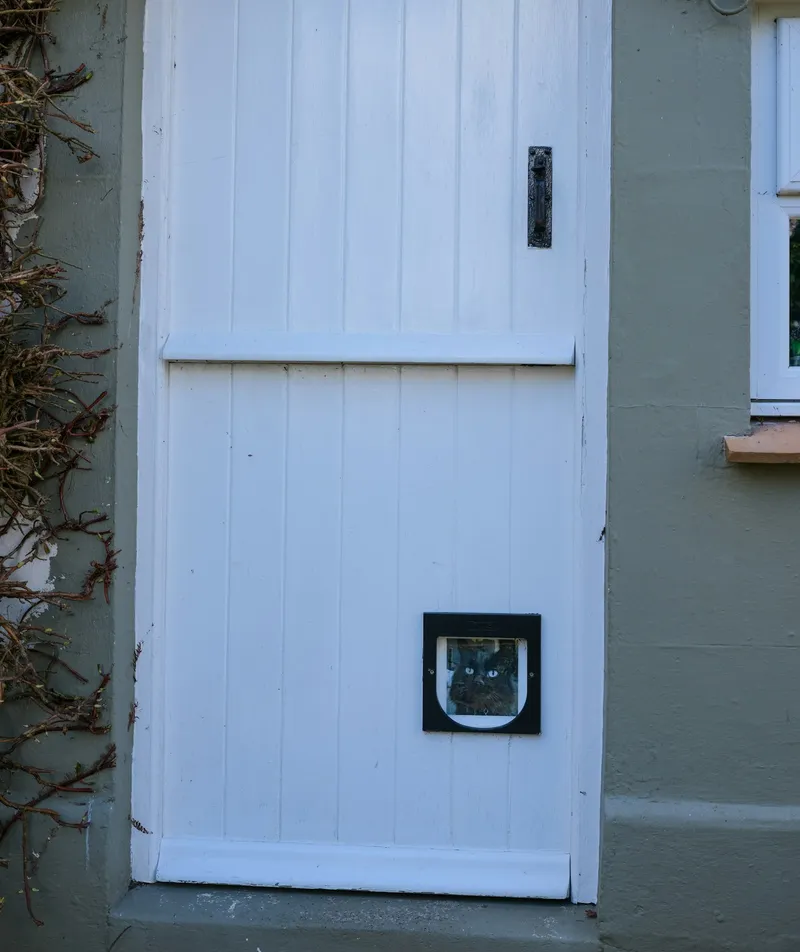 A black cat looking through an installed cat flap in a white door
