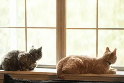 Two cats sitting calmly together on an indoor window sill