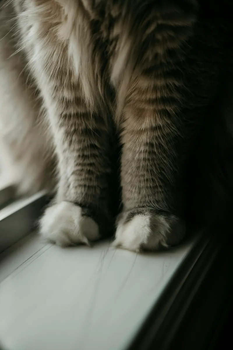 A cat sitting on a windowsill looking outside