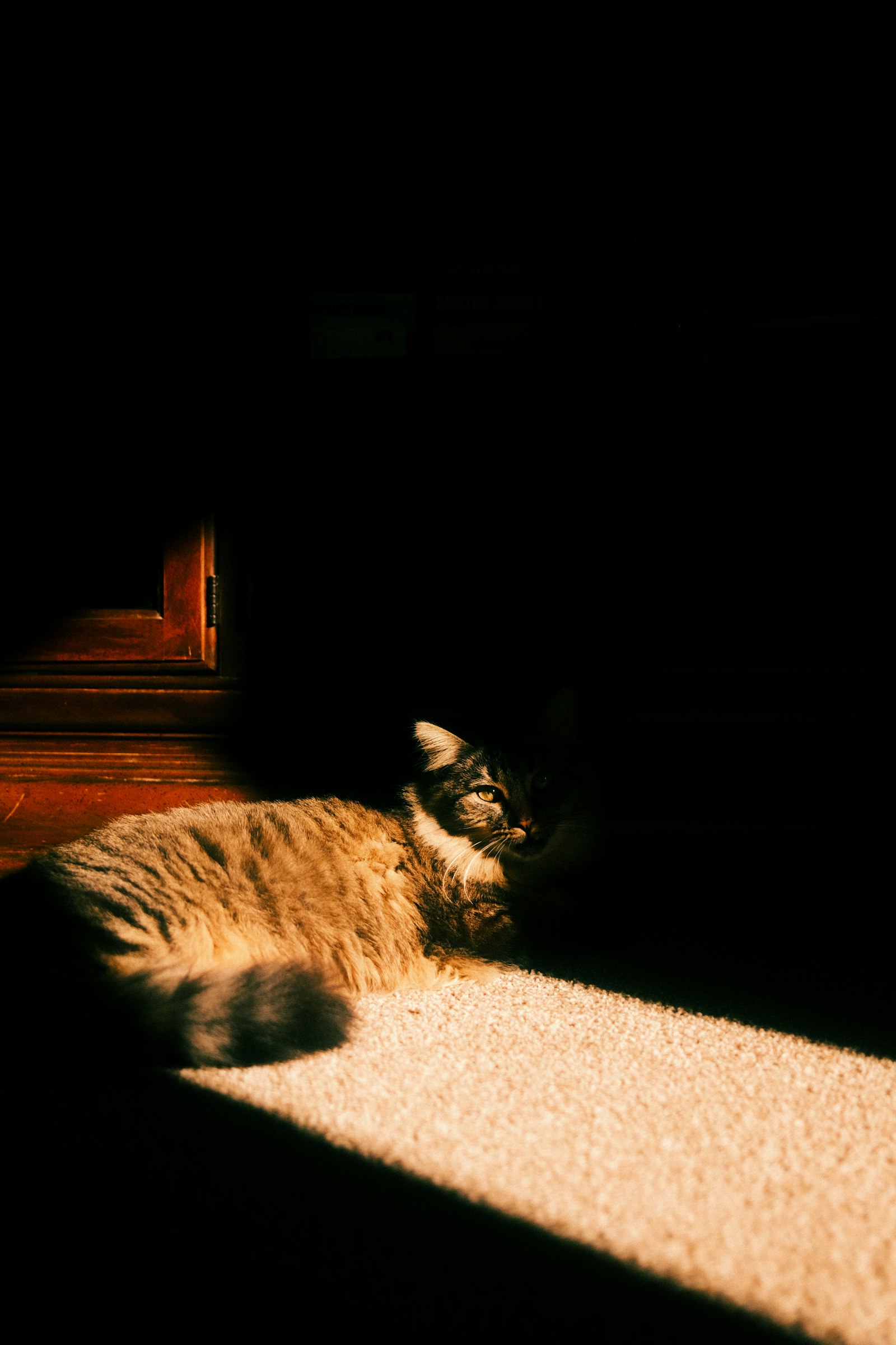 A cat resting in a sunbeam on the carpet