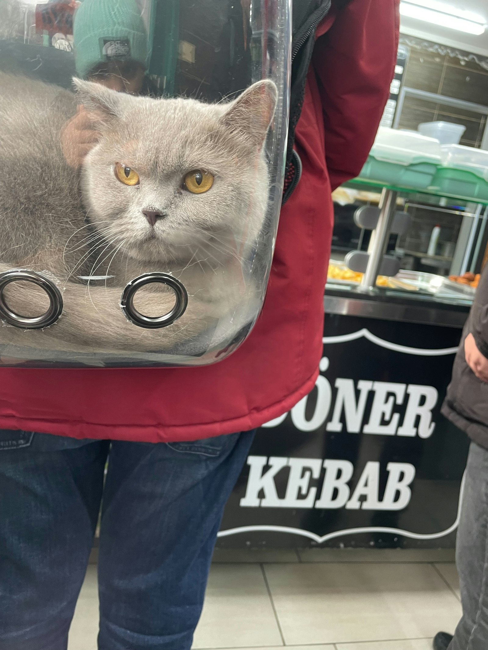 A gray cat looking out from a clear carrier bag