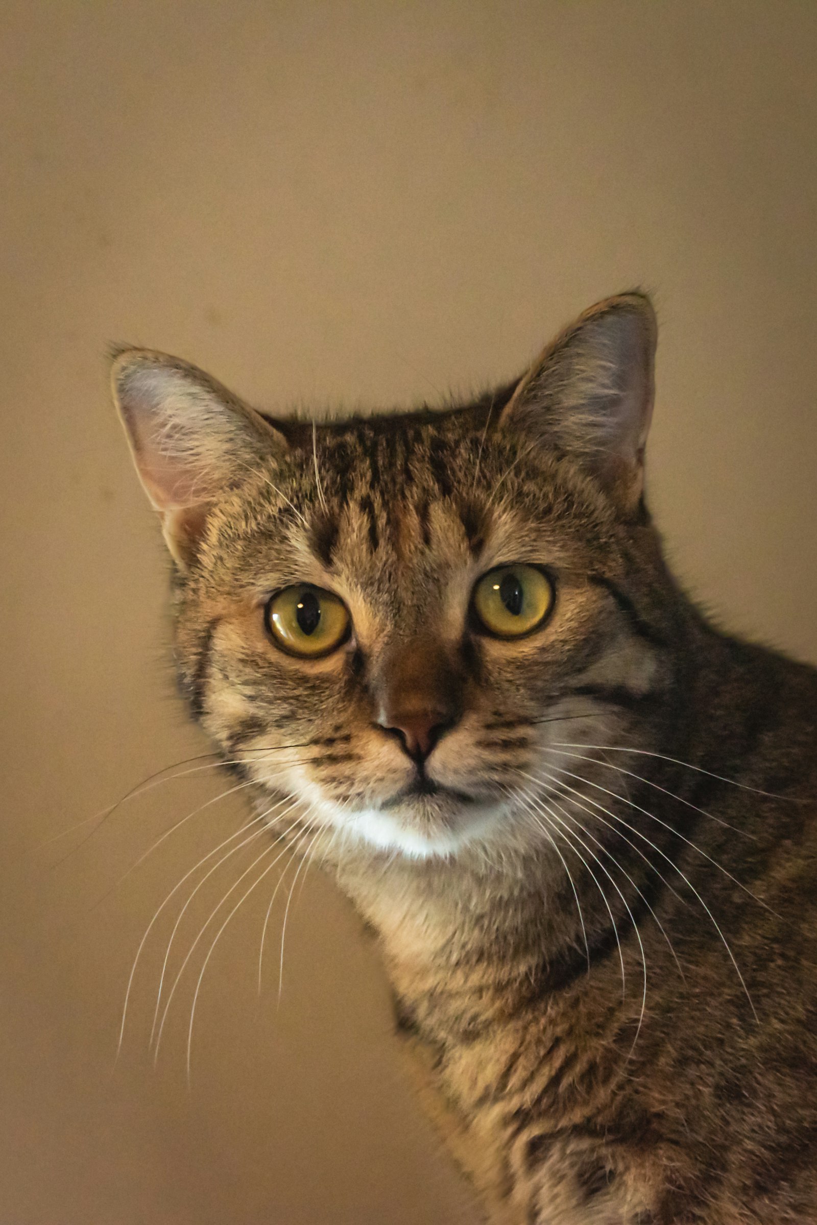 A close-up portrait of a cat looking directly at the camera