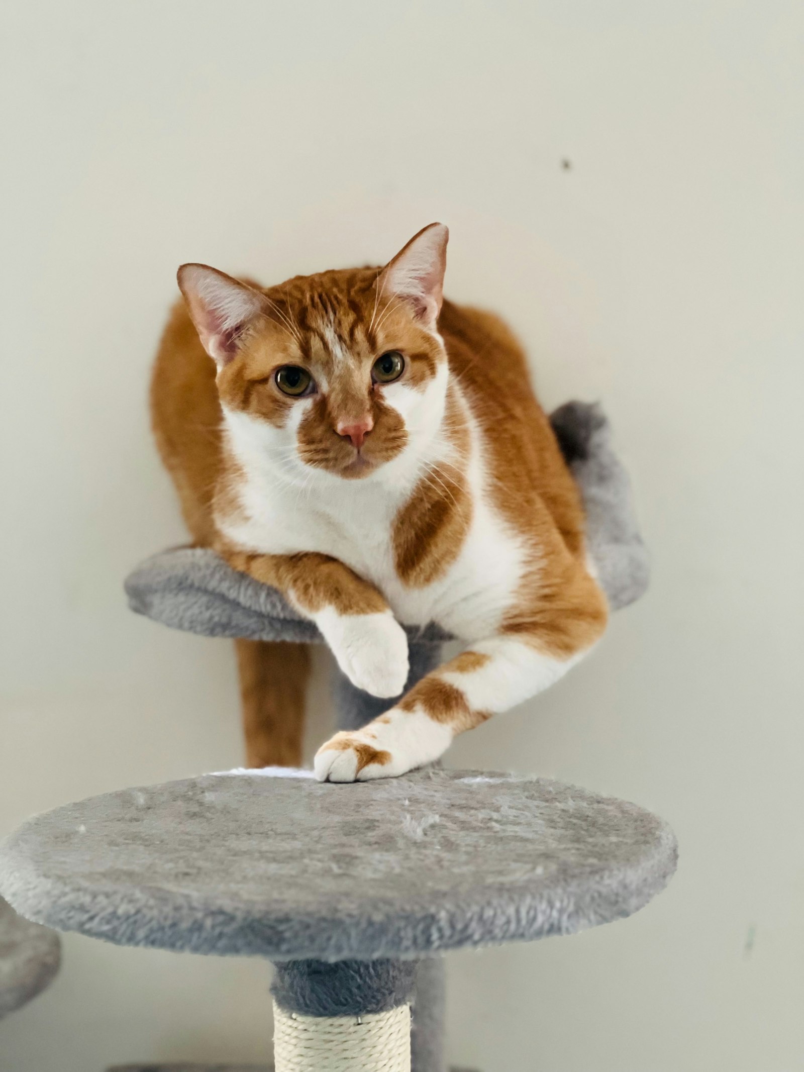 A cat sitting on top of a scratching post tower