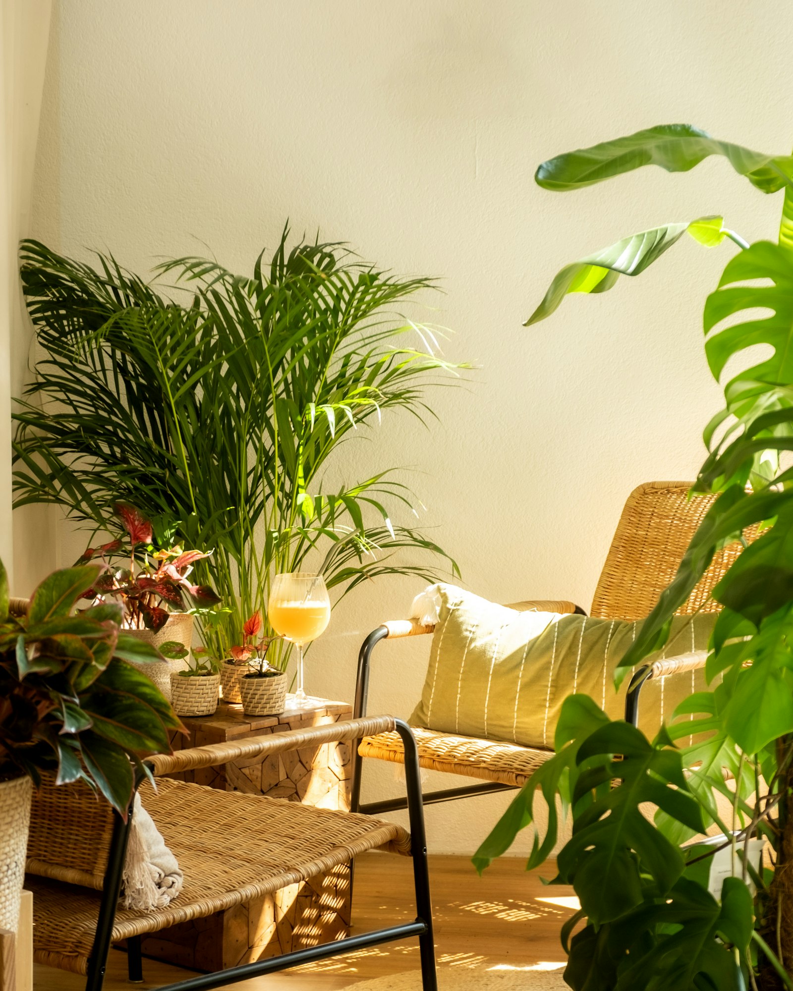 A cozy corner with plants and warm sunlight