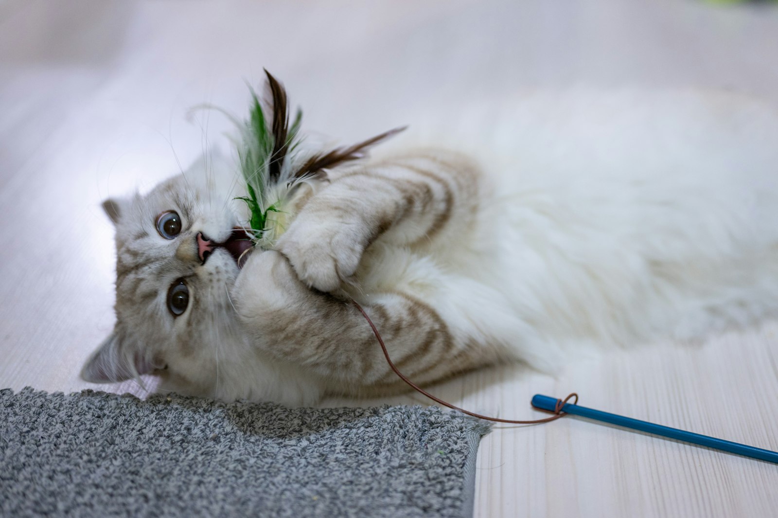 A cat playing with a toy on the floor