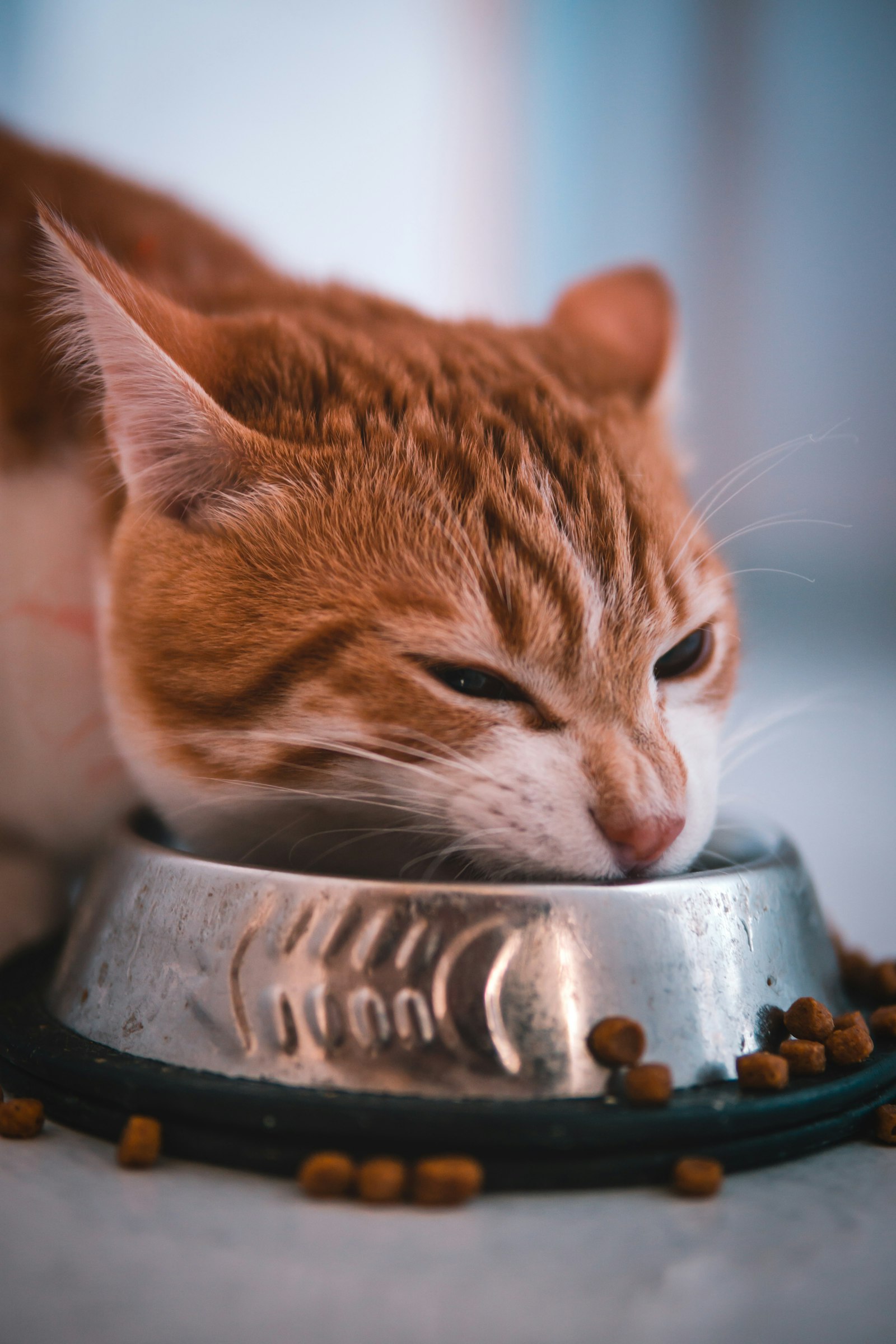 A cat eating from a food bowl